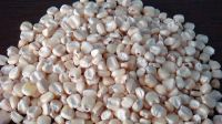 WHITE CORN | YELLOW CORN / MAIZE FOR SALE 