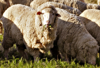 Merino wool