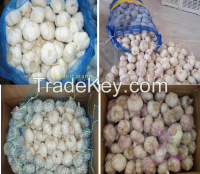 Fresh Pure White Garlic 5.0cm Packed In Carton