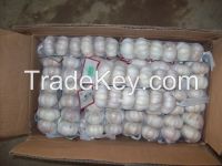 Fresh Pure White Garlic 5.0cm Packed In Carton