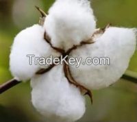 Raw cotton bales