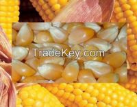 Yellow maize