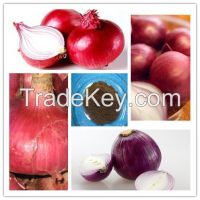 Allium Cepa Extract /Onion Extract