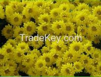 white chrysanthemum flower