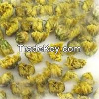 Dried Chrysanthemum Morifolium