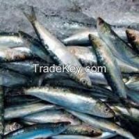 Frozen Mackerel Fish