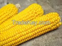 Corn