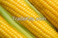 Corn