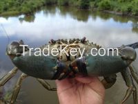 Live Mud Crab Scylla Serrata