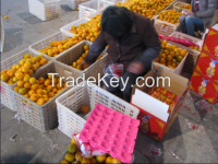 Fresh mandarin pokan orange