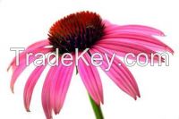 Echinacea Purpurea Extract