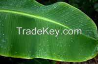 Banana Leaf