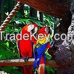 parrots ( hyacinth macaw )