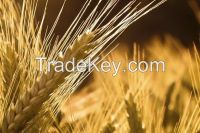 Feed Barley