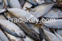 Bluefish, Mackerel, Herring, Sand Fish, Disco Fish ,blue Fin Tuna, Ribbon Fish Lobster
