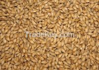 FEED BARLEY