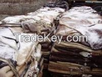 Salted Raw Sheepskin Hides