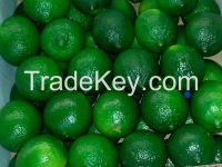 Persian Lime