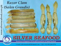 Razor Clam