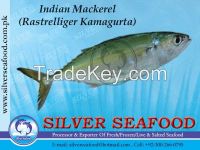 Indian Mackerel