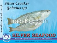 Silver Croaker,Johnius Sp