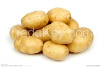 fresh potato