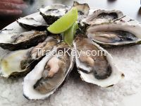 Pacific Oysters