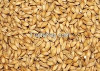 Barley seeds