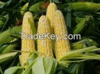 Maize