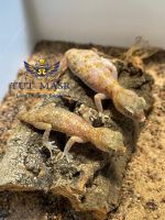 Egypt's Venomous Snakes &amp