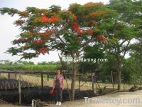 Delonix regia