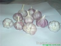 garlic purple and onion red