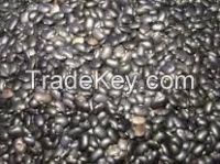 Black Horsegram ( Kolatha / Kollu / Kaanam ) Pulses