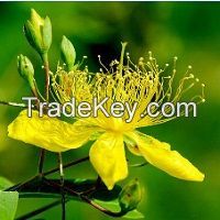 Hot sale Best Quality Hypericum perforatum Extract St John wort Extract 