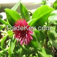 100% Natural Andrographis Paniculata Extract Andrographolides 