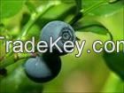 Bilberry Extract