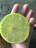 fresh lemon from vietnam (+841642828779)