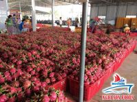 Class A Fresh dragon fruit (+84342828779)