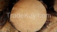 Australian Radiata Pine Timber Logs