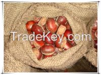 Wholesale Big Size Fresh Roasted Chestnut in shell