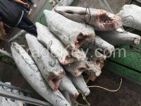 blue marlin/black marlin