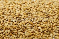 Barley