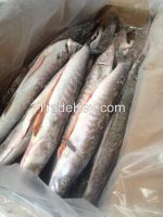 FROZEN BARRACUDA FISH