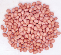  Raw Peanuts in Shell 9-11,11-13 Specification from USA AND AFRICA 