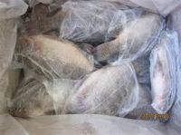 Best Quality Frozen Tilapia Whole Round Wholesale Price 500-800g Fresh Fish