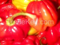 Trinidad Moruga Scorpion Hot Peppers