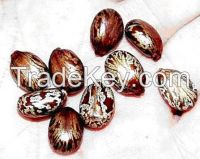 ETHIOPIAN ORIGIN ORGANIC CASTOR SEED