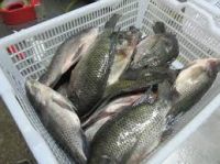 Nile Frozen Whole Black Tilapia Fish