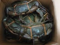 Fresh Live Crab/Live Mud Crab/Fresh Seafood!