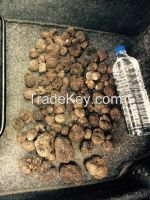 Truffles for sale from east europe